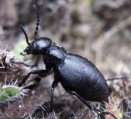 Spagna: La regione  de Monegros, paradiso entomologico